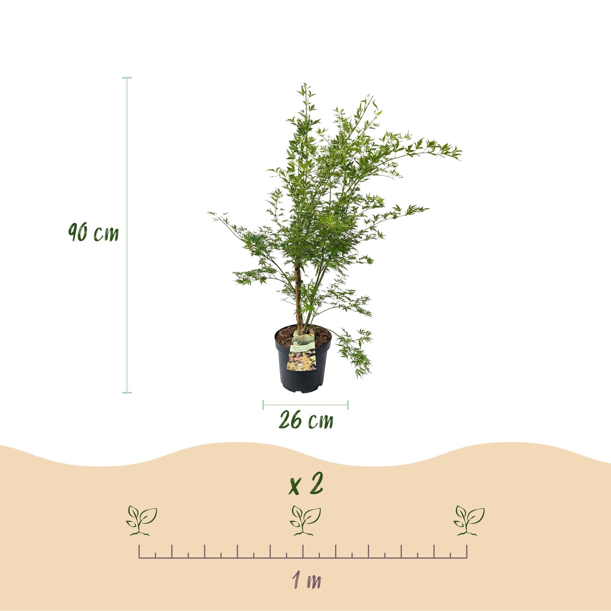 Tuinplant - Acer palmatum Methamorphosa - Japanse Esdoorn - Bladverliezend - Groen - Oranje - 1 - Pot 26cm - Hoogte 90cm