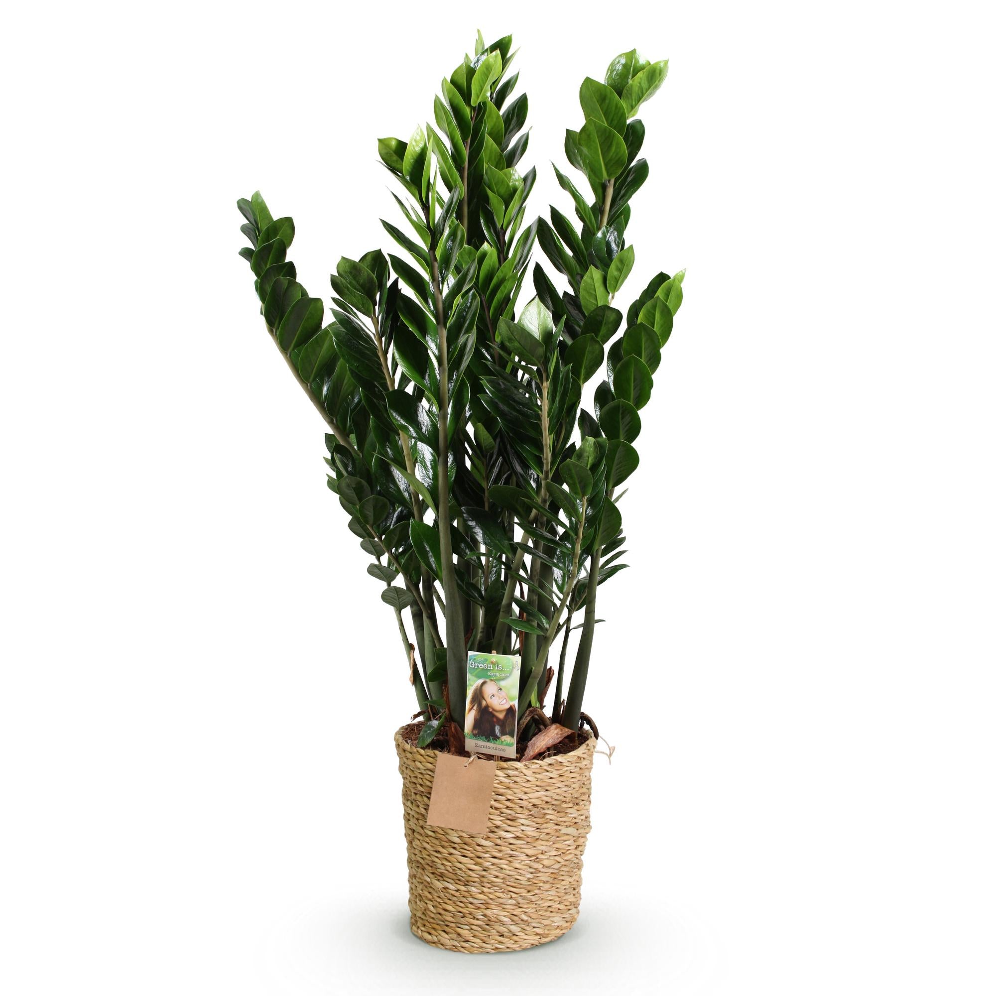 Green is... Kamerplanten - Zamioculcas - ZZ-plant - Weinig onderhoud - met mand - Groen - 1 Plant - Pot 21cm - Hoogte 80-90cm