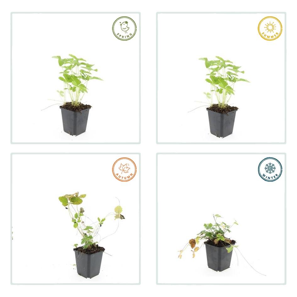 48x Fragaria vesca - ↕10-25cm - Ø9cm