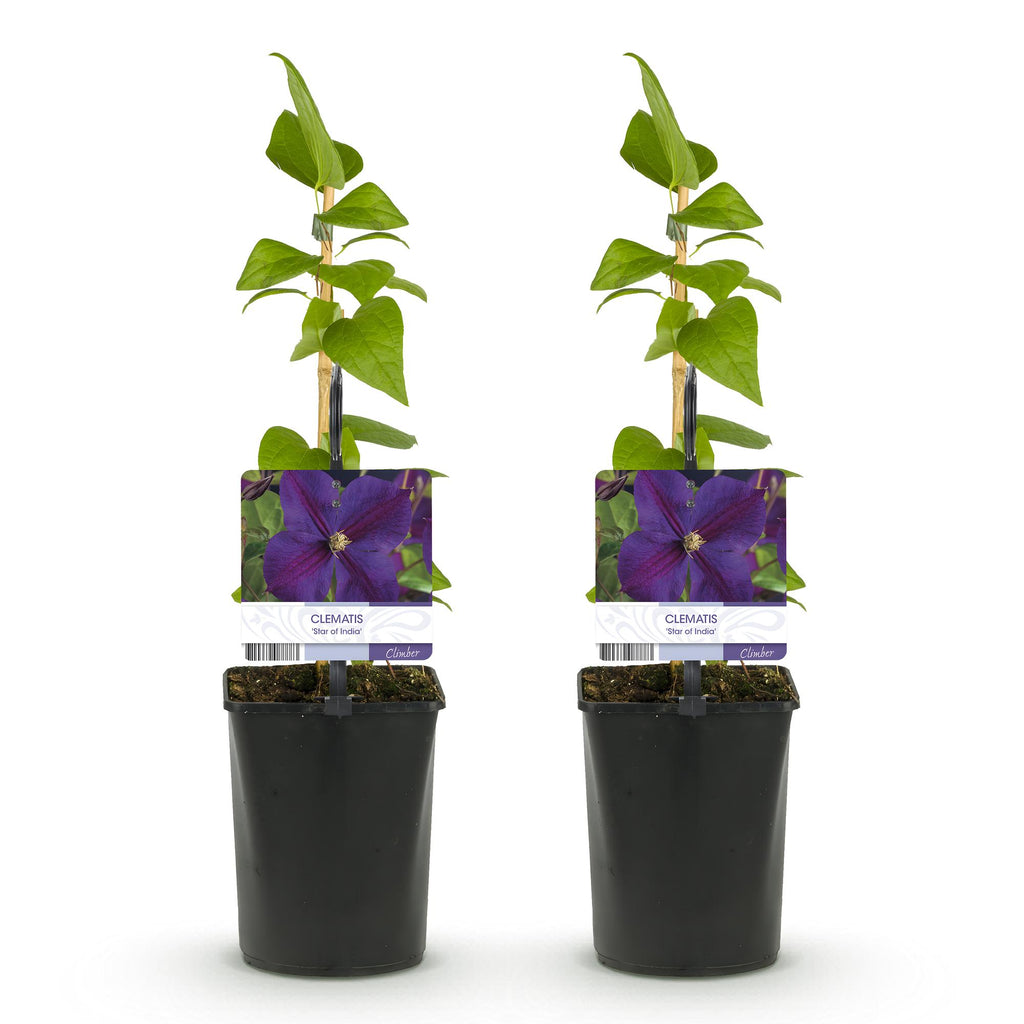 Klimplant - Clematis Star of India - Bloem Roze - Weinig onderhoud -2 planten -  Pot 11cm Hoogte 40cm