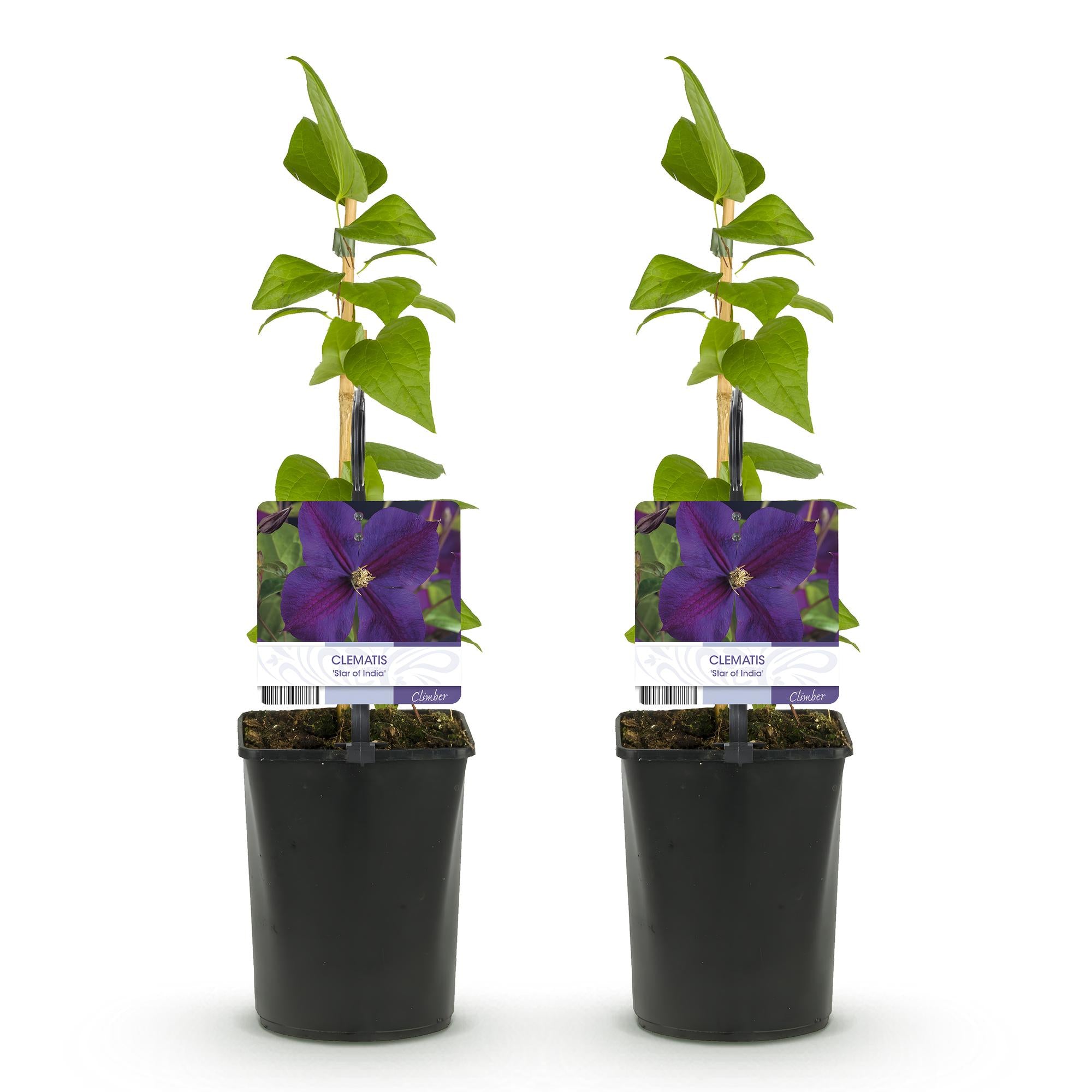 Klimplant - Clematis Star of India - Bloem Roze - Weinig onderhoud -2 planten -  Pot 11cm Hoogte 40cm