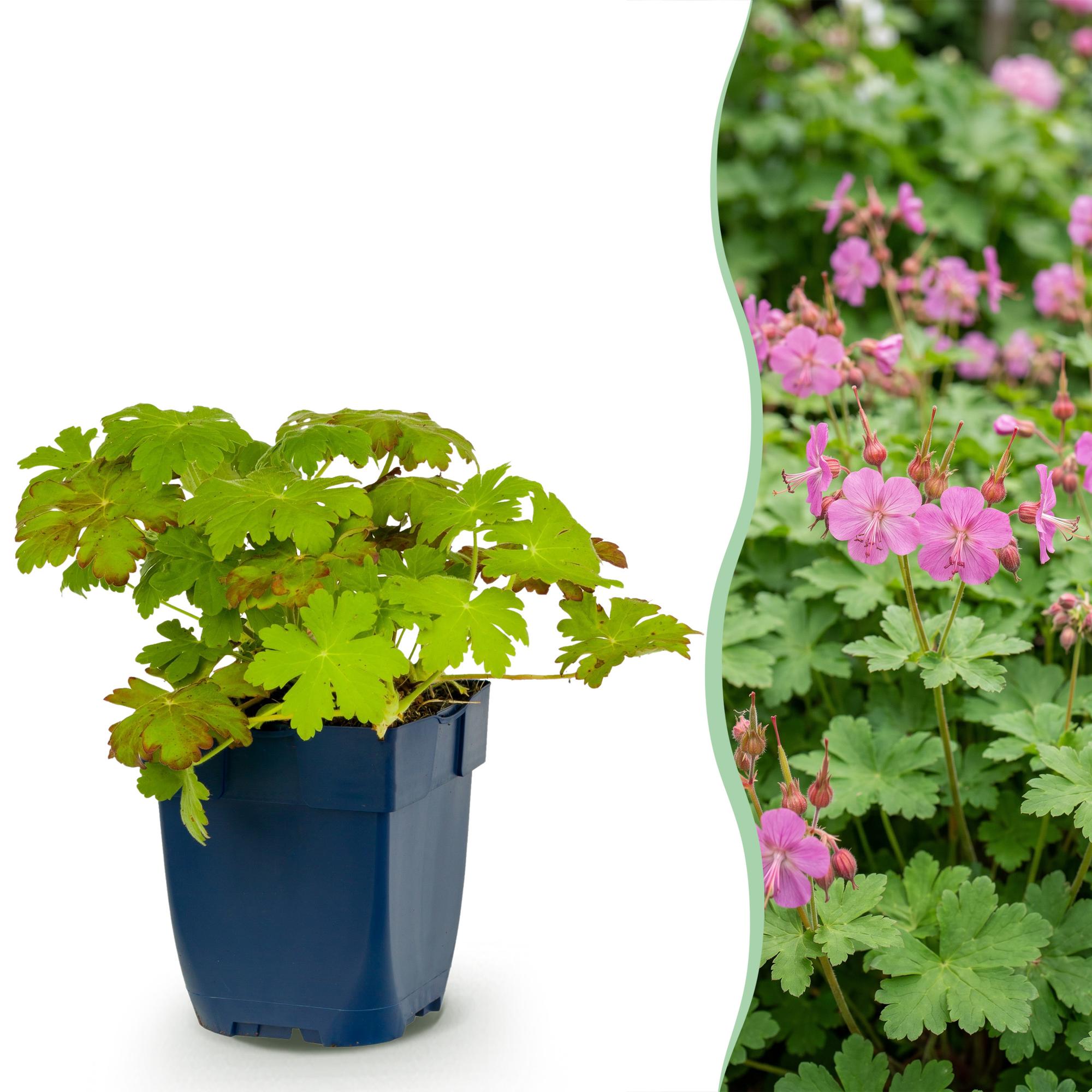 Vasteplant - Geranium macrorrhizum - Ooievaarsbek - Bodembedekkend - Roze - 12 Planten - Pot 11cm - Hoogte 15-25cm