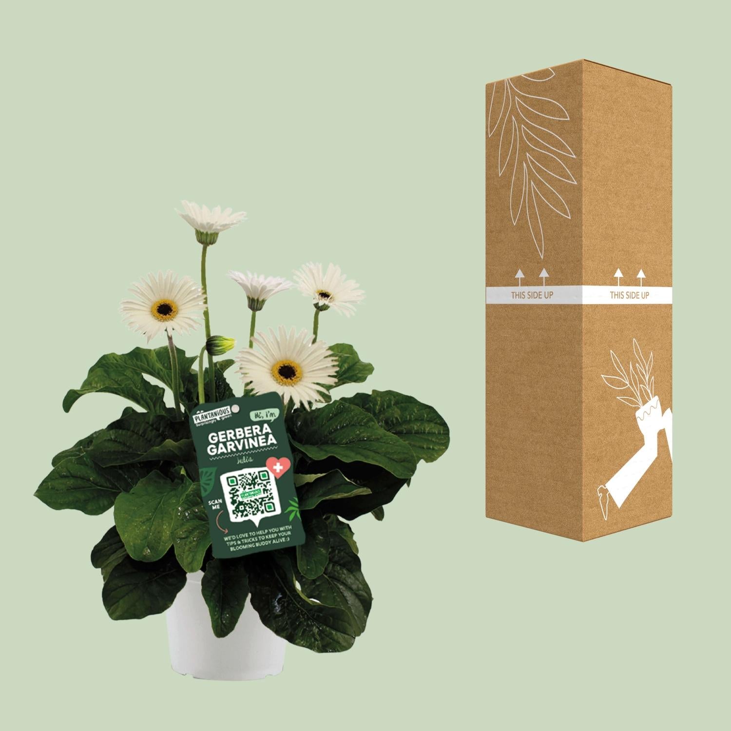 Garvinea Gerbera Wit - Ø19cm - ↕50cm