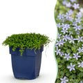 Vasteplant - Isotoma fluviatilis - Sterrenbloem - Rotsplanten - Licht Blauw - 24 Planten - Pot 11cm - Hoogte 15-25cm