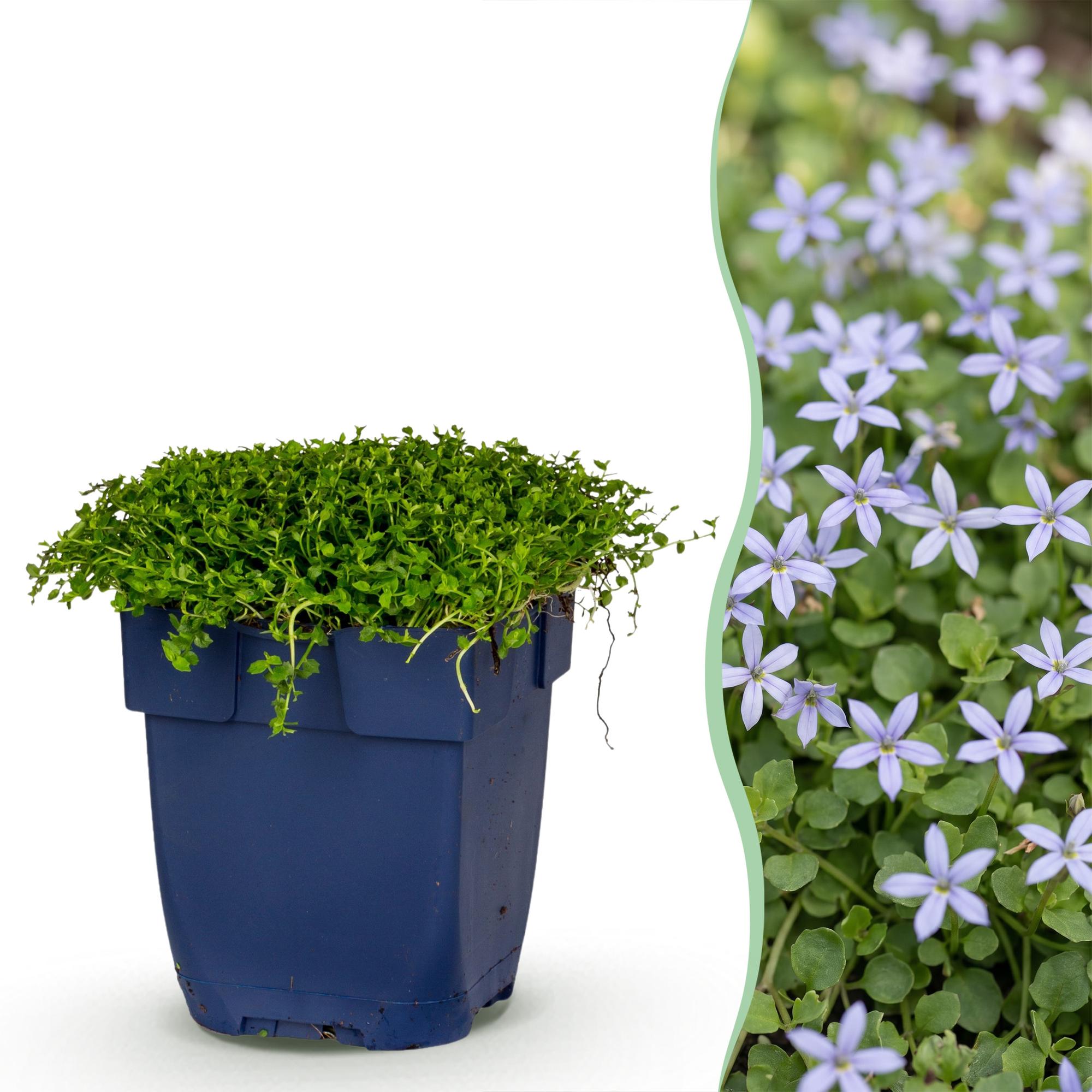 Vasteplant - Isotoma fluviatilis - Sterrenbloem - Rotsplanten - Licht Blauw - 24 Planten - Pot 11cm - Hoogte 15-25cm