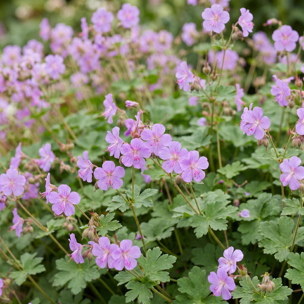 Vasteplant - Geranium macr. Czakor - Ooievaarsbek - Bodembedekkend - Paars-Roze - 12 Planten - Pot 11cm - Hoogte 15-25cm