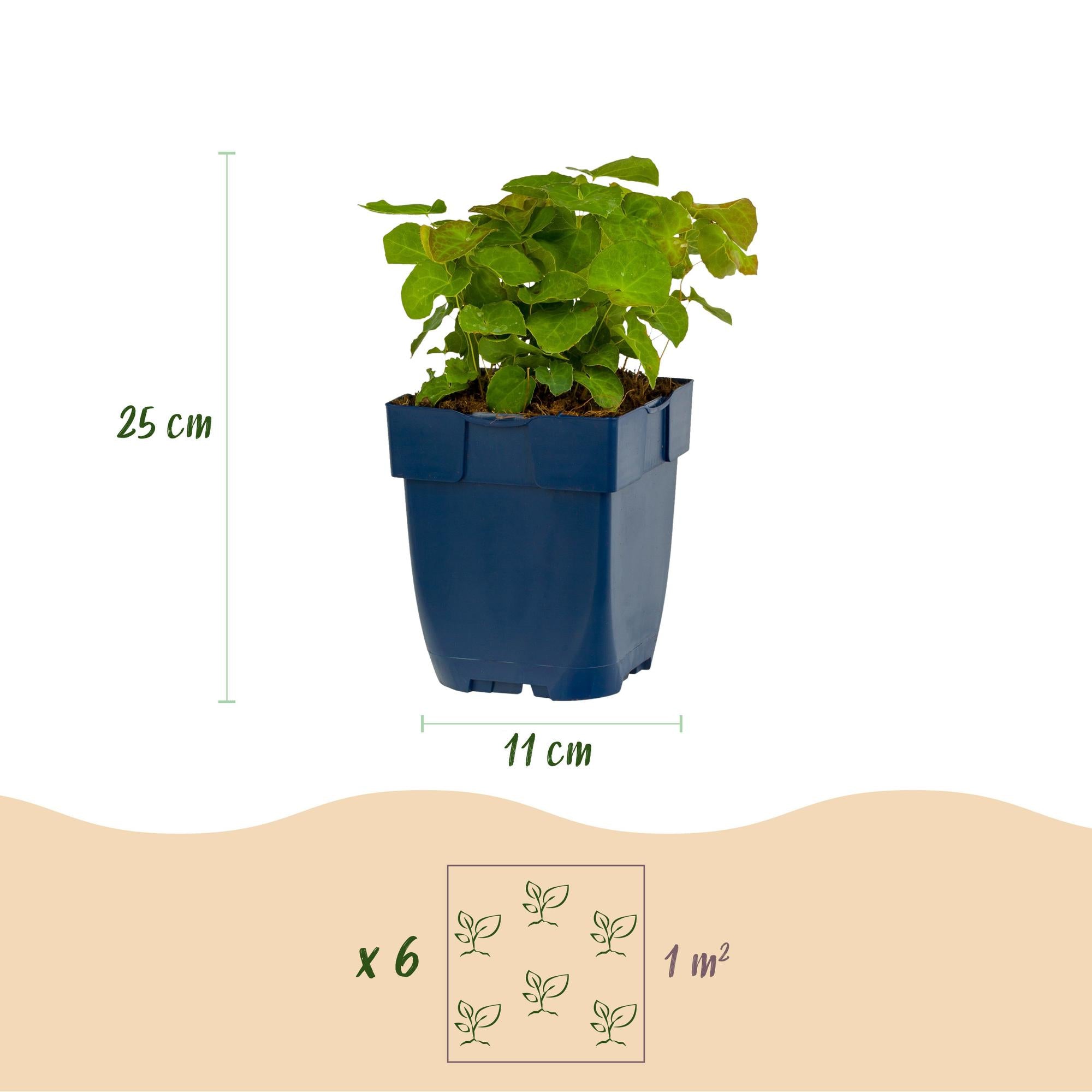 Vasteplant - Epimedium perralch. Frohnleiten - Elfenbloem - Schaduw - Geel - 1 Plant - Pot 11cm - Hoogte 15-25cm