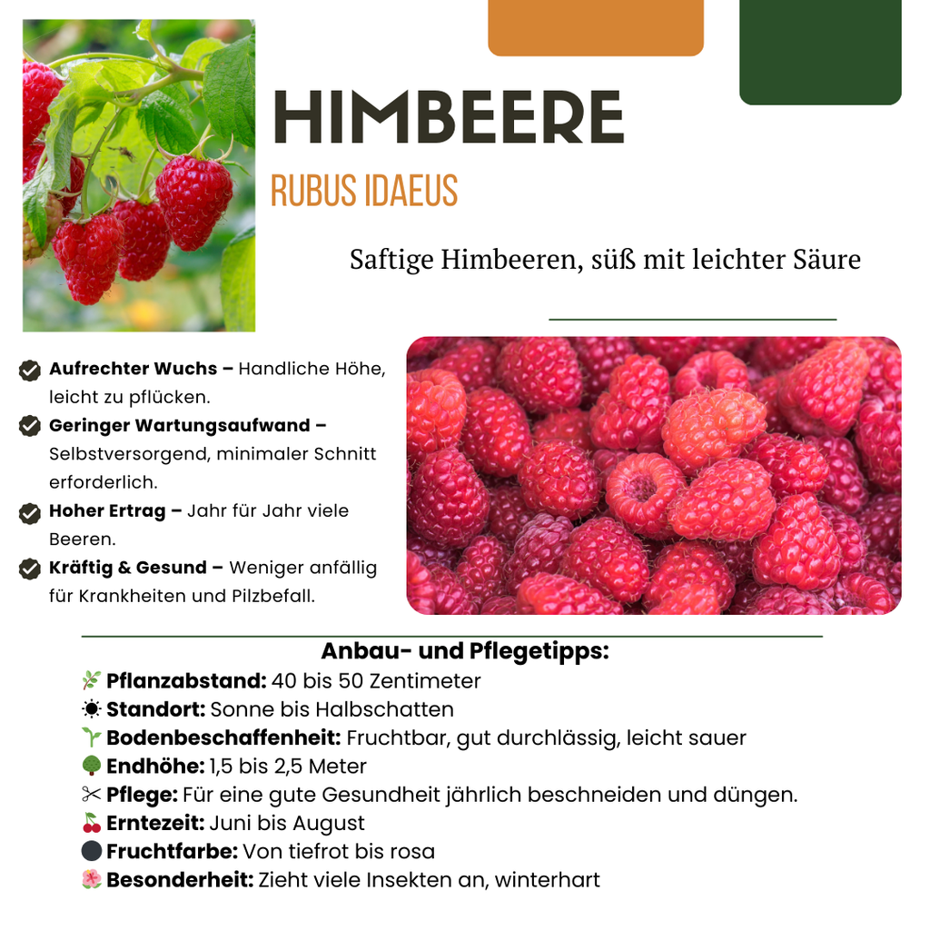 3 x biologische frambozenplanten - Ø 13 cm - ↨ 20 cm