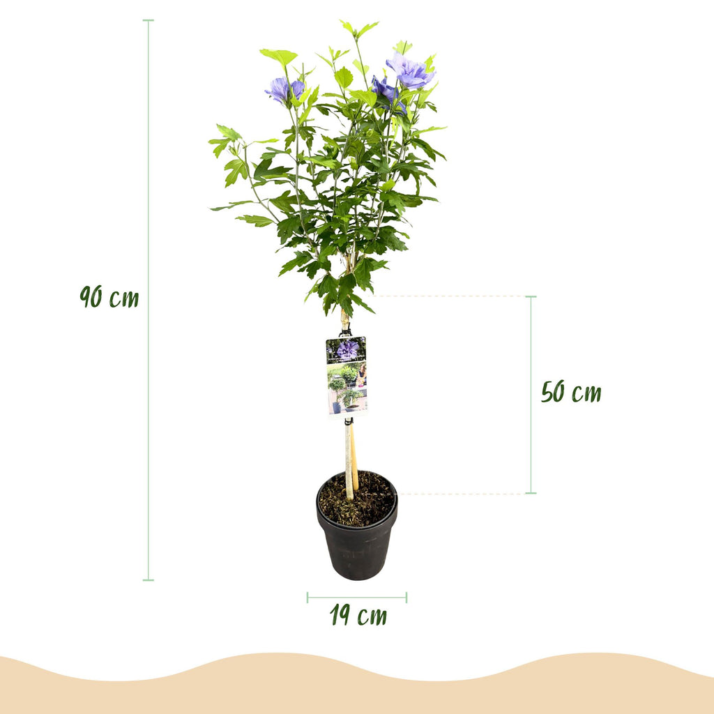Tuinplant - Hibiscus syriacus Blue Chiffon® - Plant op stam - Terras Plant - Bladverliezend - Weinig Onderhoud - Pot 19cm Hoogte 90cm