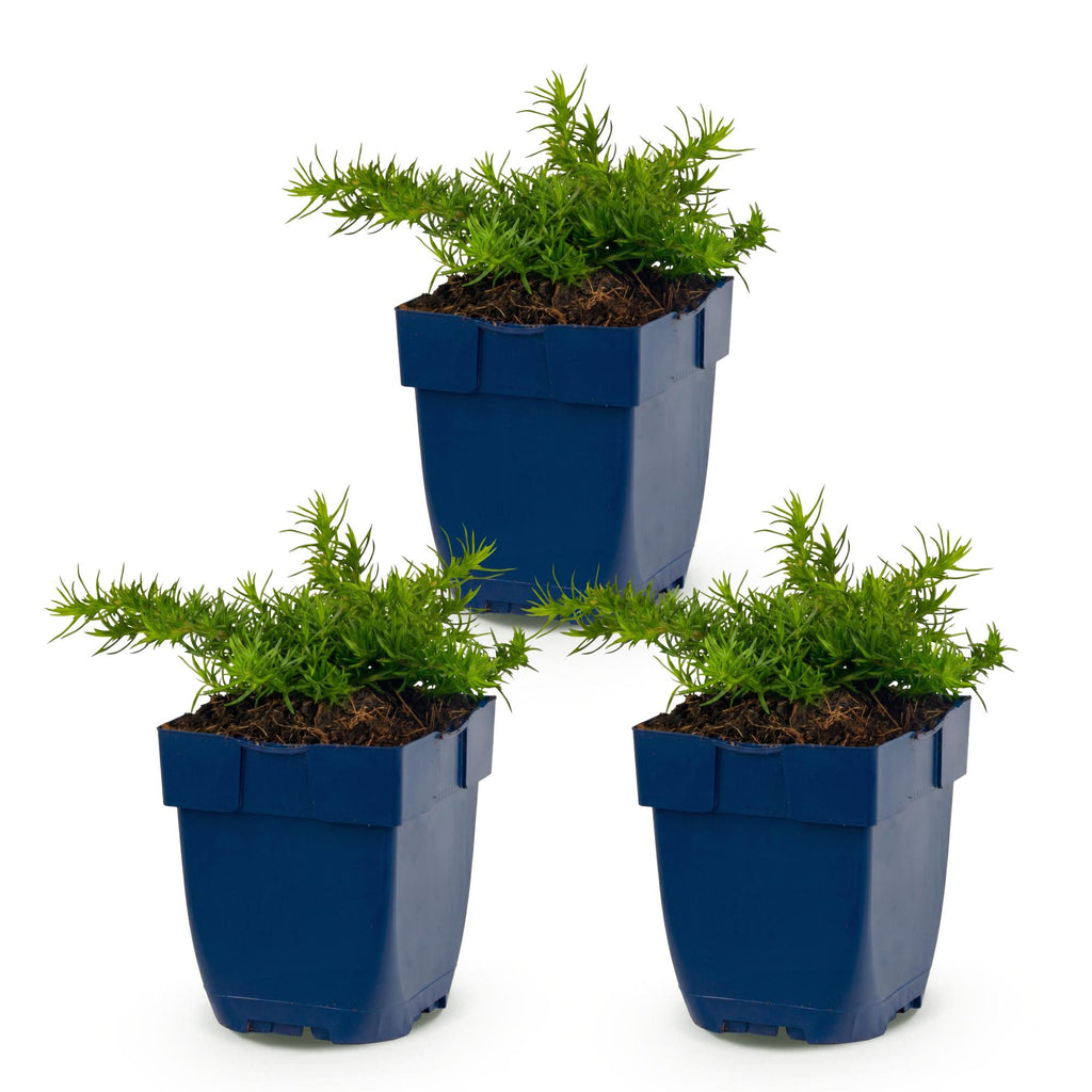 Vasteplant - Phlox Rosette - Vlambloem - Bodembedekkend - Roze - 3 Planten - Pot 11cm - Hoogte 15-25cm
