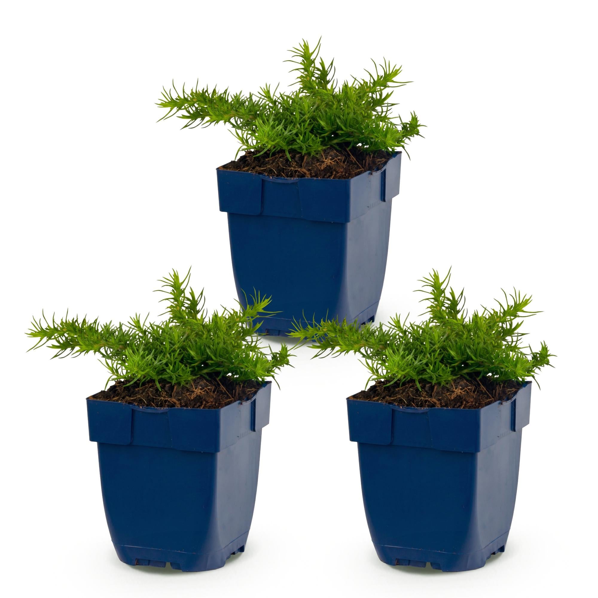 Vasteplant - Phlox Rosette - Vlambloem - Bodembedekkend - Roze - 3 Planten - Pot 11cm - Hoogte 15-25cm