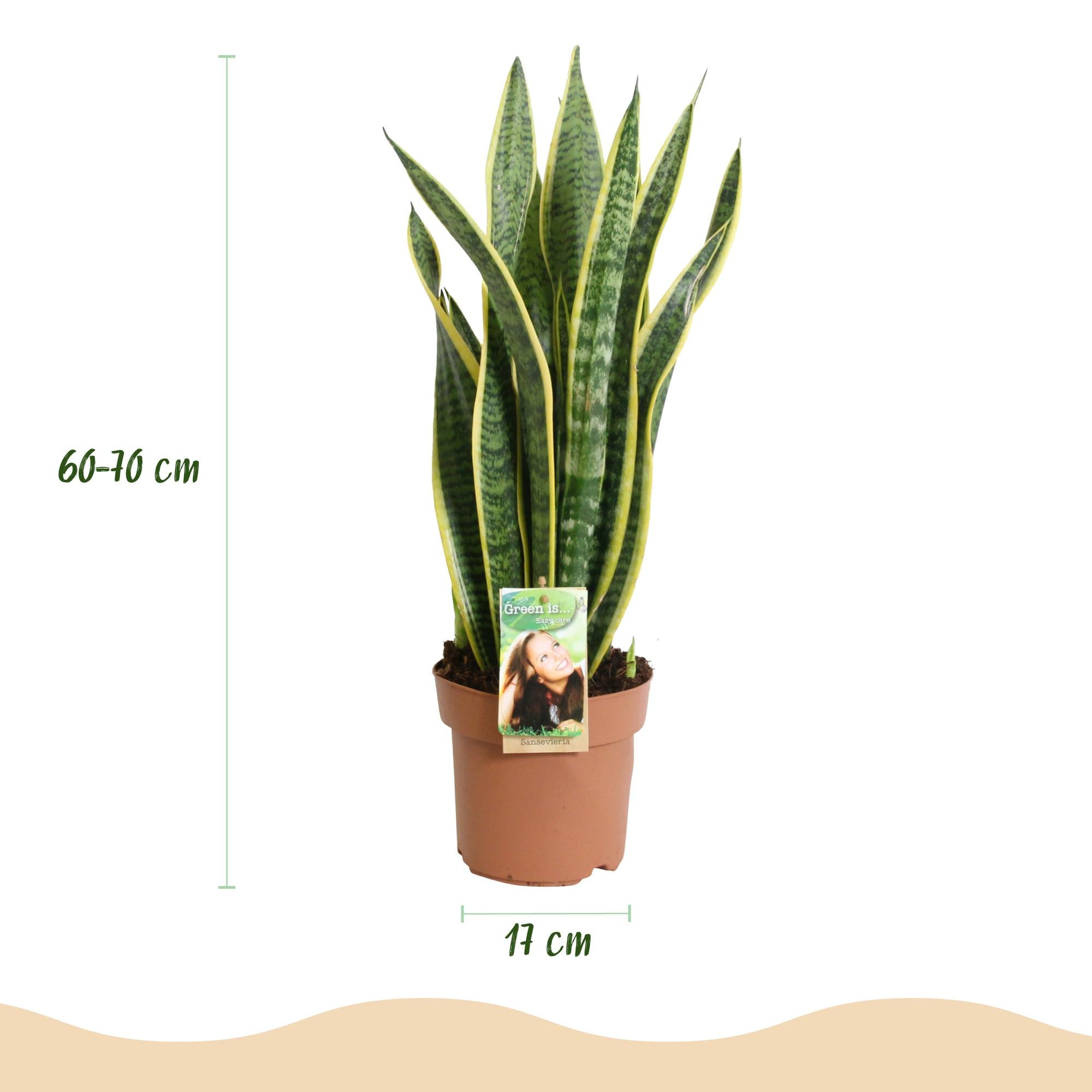 Green is... Kamerplanten - Sanseveria Laurentii - Vrouwentong - Weinig onderhoud - Groen - 2 Planten - Pot 17cm - Hoogte 60-70cm