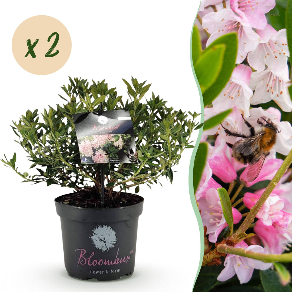 Dwerg Rhododendron - Rhododendron Bloombux Light Pink - Bloeiende Buxus - Weinig Onderhoud - Licht Roze Bloem - 2 Planten - Pot 23cm - Hoogte 45-55cm
