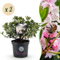 Dwerg Rhododendron - Rhododendron Bloombux Light Pink - Bloeiende Buxus - Weinig Onderhoud - Licht Roze Bloem - 2 Planten - Pot 23cm - Hoogte 45-55cm