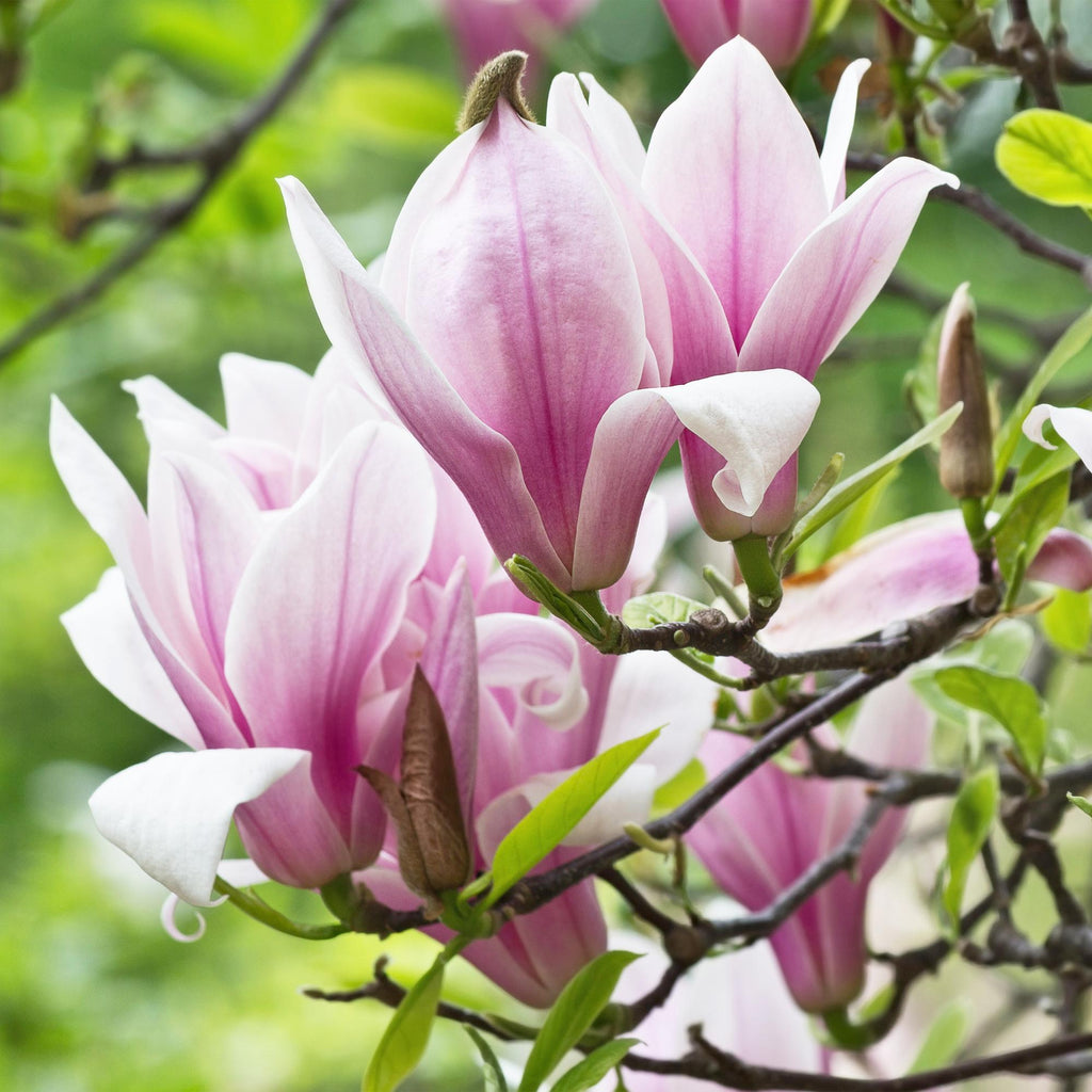 Tuinplant - Magnolia George Henry Kern - Bloem Roze - 1 Plant - Bladverliezend - Weinig Onderhoud - Pot 12cm Hoogte 30cm