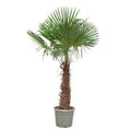 Trachycarpus Fortunei - 240- 270 cm - Ø40-Ø55cm
