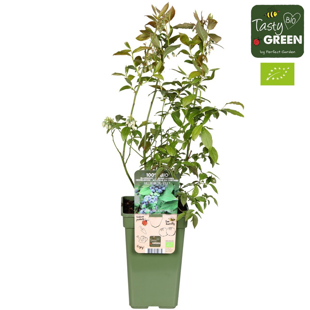 Vaccinium corymbosum 'Reka' - Blauwe bes - Ø13cm - ↕30cm