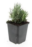 24x Lavandula ang. 'Dwarf Blue' - ↕10-25cm - Ø9cm