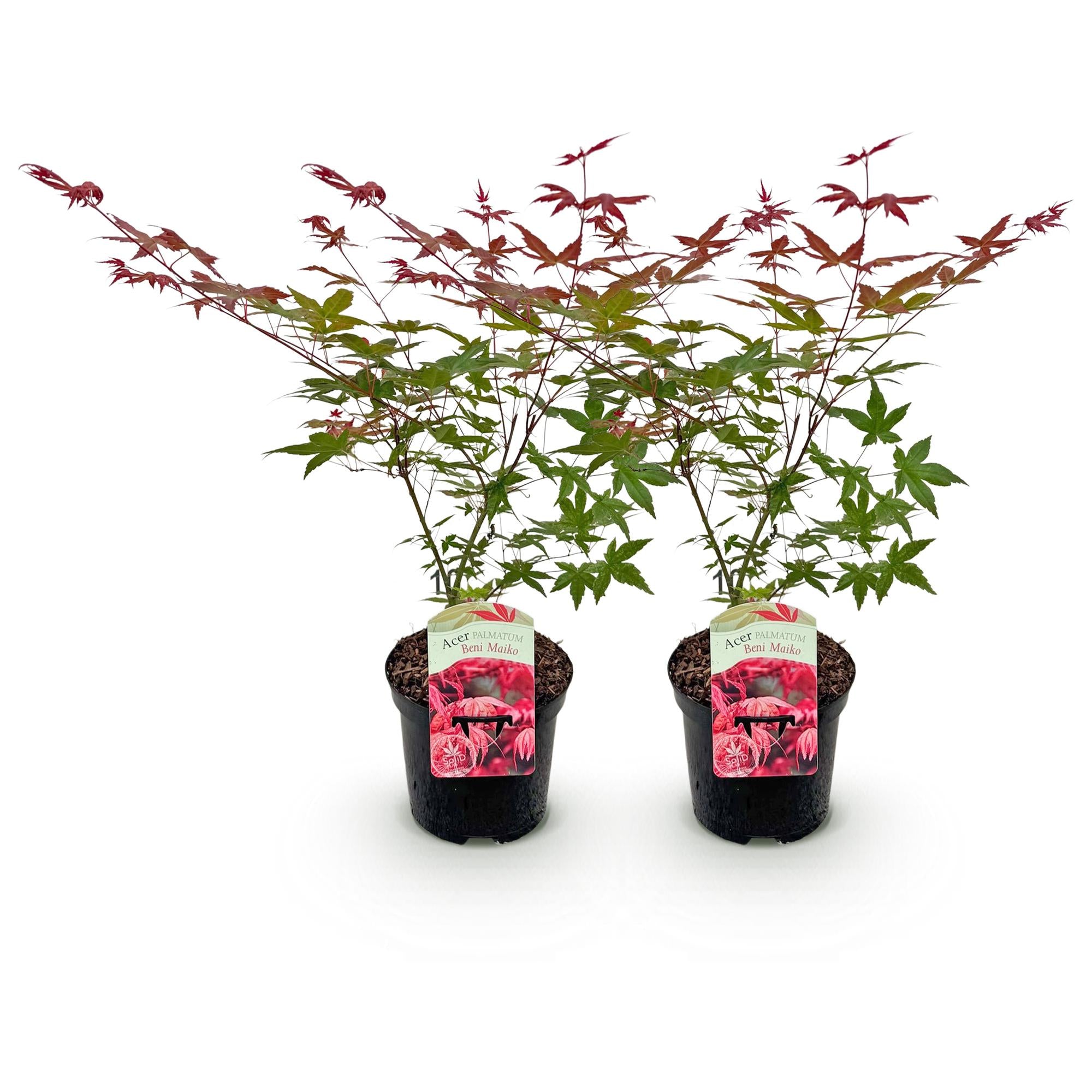 Terrasplant - Japanse Esdoorn - Acer palmatum Beni Maiko - Rood - 2 Planten - Bladverliezend - Pot 19cm Hoogte 70cm