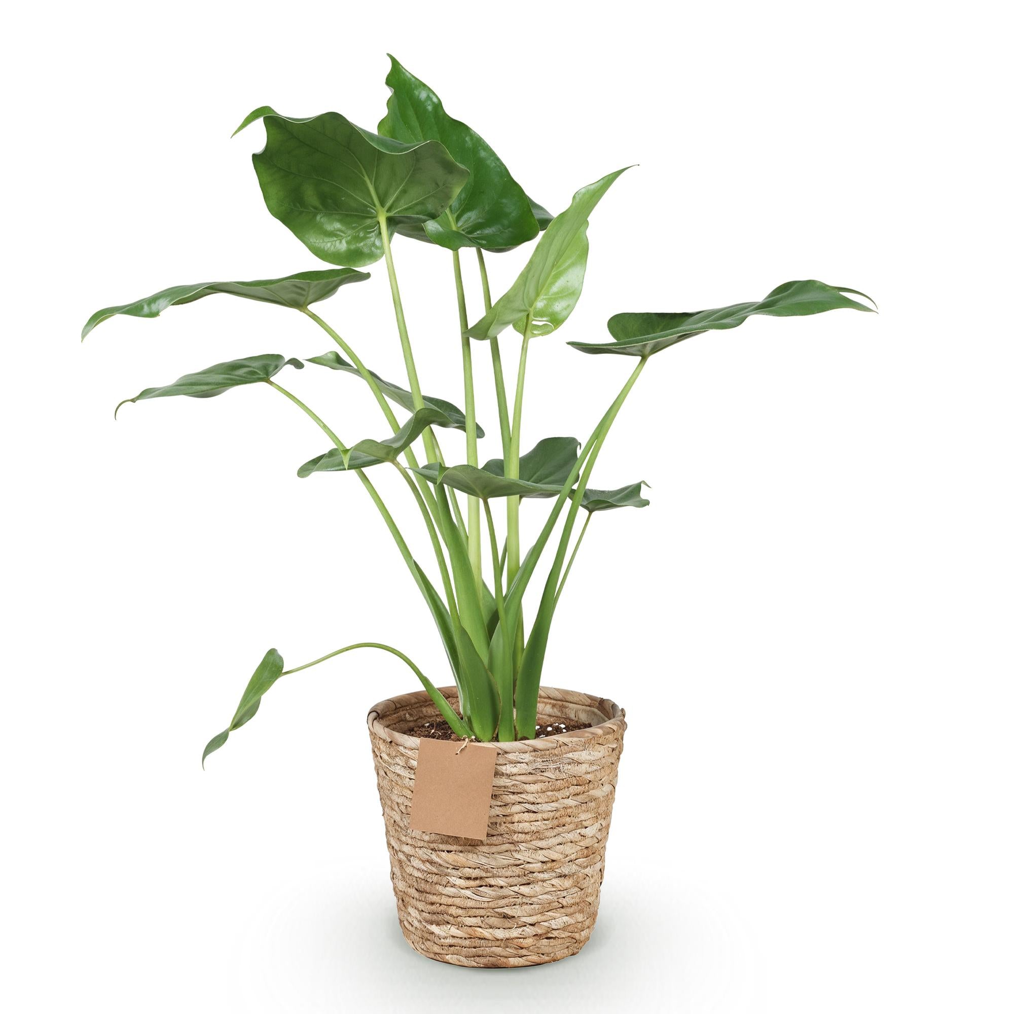 Green is... Kamerplanten - Alocasia Cucullata - Boeddha,s hand - Weinig onderhoud - met mand - Groen - 1 Plant - Pot 21cm - Hoogte 65-70cm
