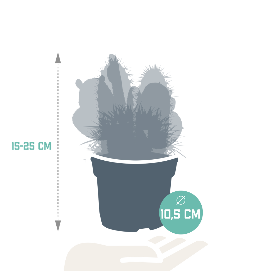 Cactus mix 10.5 cm - 3x - zonder pot