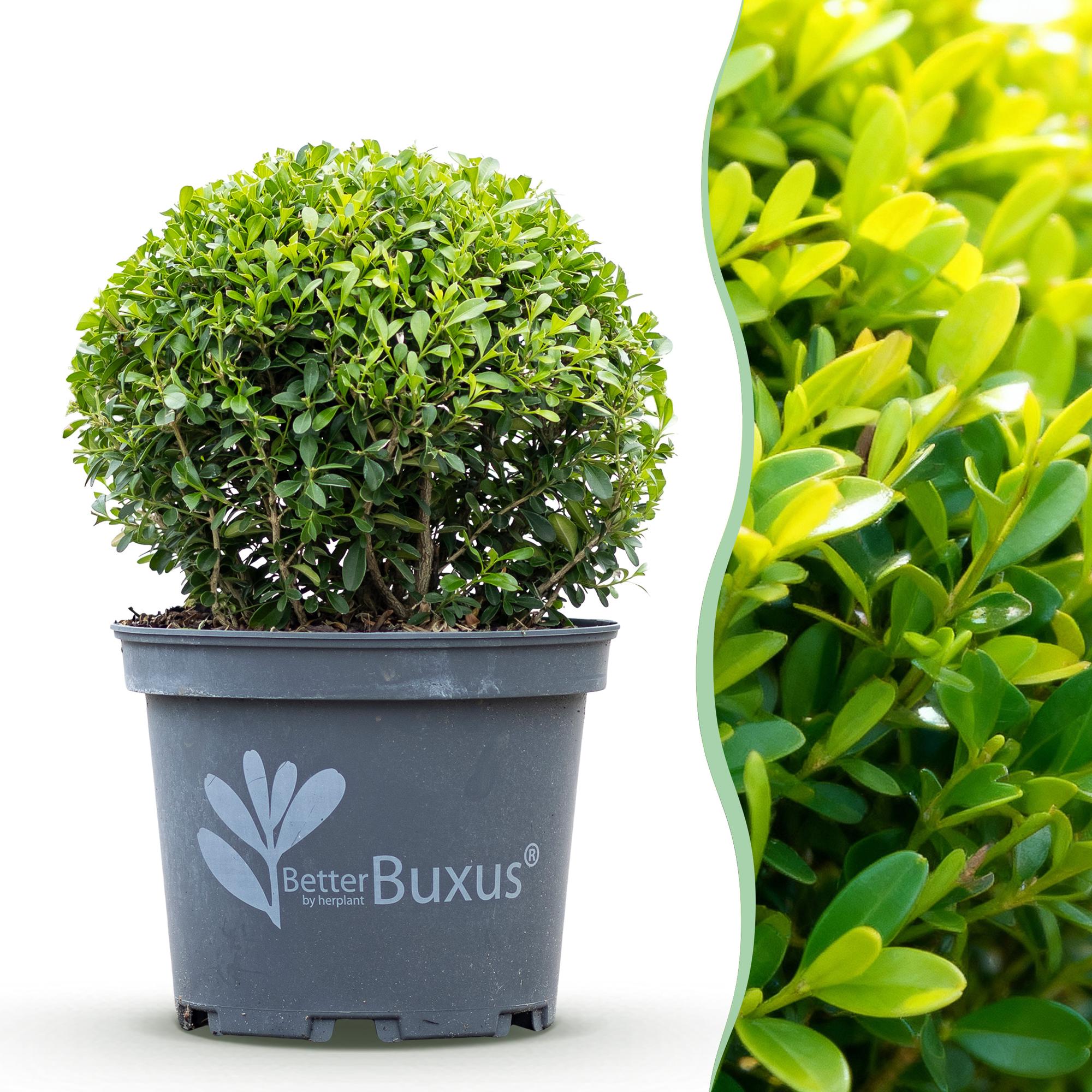 Buxus Bol - BetterBuxus Skylight - Resistant tegen de Buxus Schimmel - 1 planten - pot 23cm bol 25cm