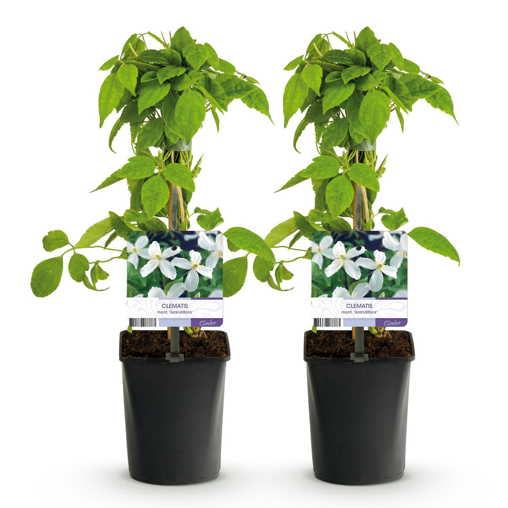 Klimplant - Clematis montana Grandiflora - Bloem Wit - Vroegbloeiend - Weinig onderhoud -2 planten -  Pot 11cm Hoogte 40cm