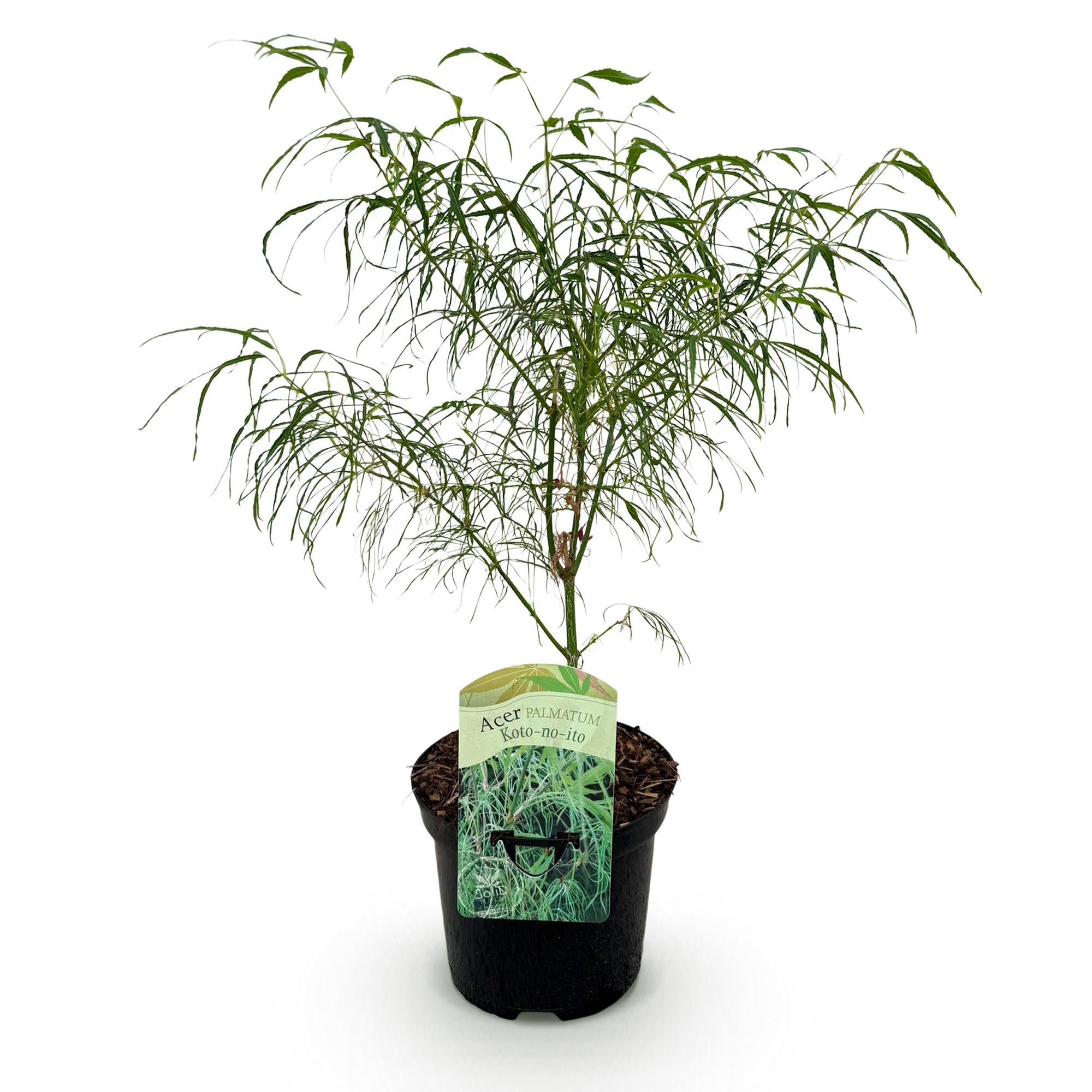 Terrasplant - Japanse Esdoorn - Acer palmatum Koto-no-ito - Groen - 1 Plant - Bladverliezend - Pot 19cm Hoogte 70cm