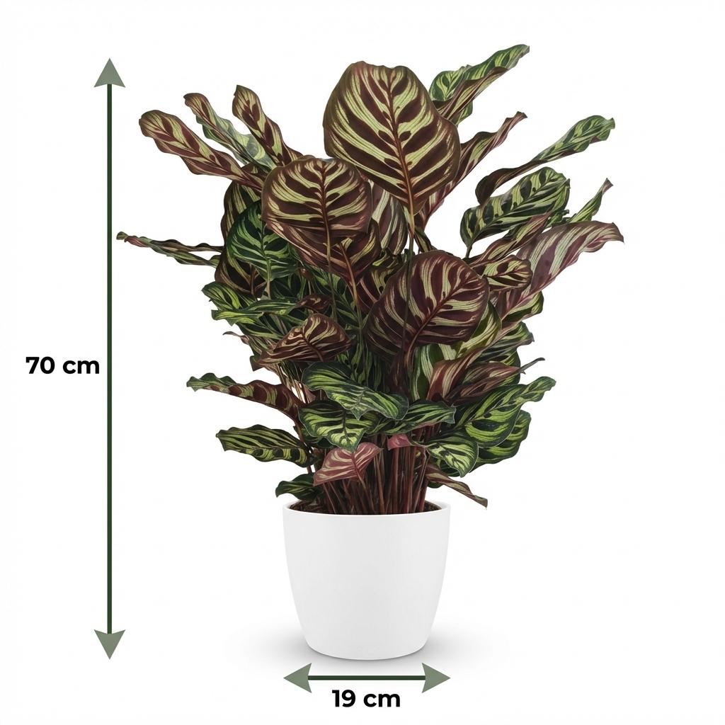 Kamerplant - Pauwenplant - Calathea Makoyana - Groen - Weinig onderhoud - 1 Plant - met Potter Wit - Pot 19cm - Hoogte 70cm