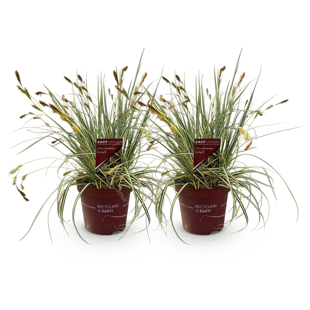 Siergrassen - Carex oshimensis Evergold - Geel & Groen - 2 Planten - Bladhoudend - Weinig Onderhoud - Pot 17cm Hoogte 50cm