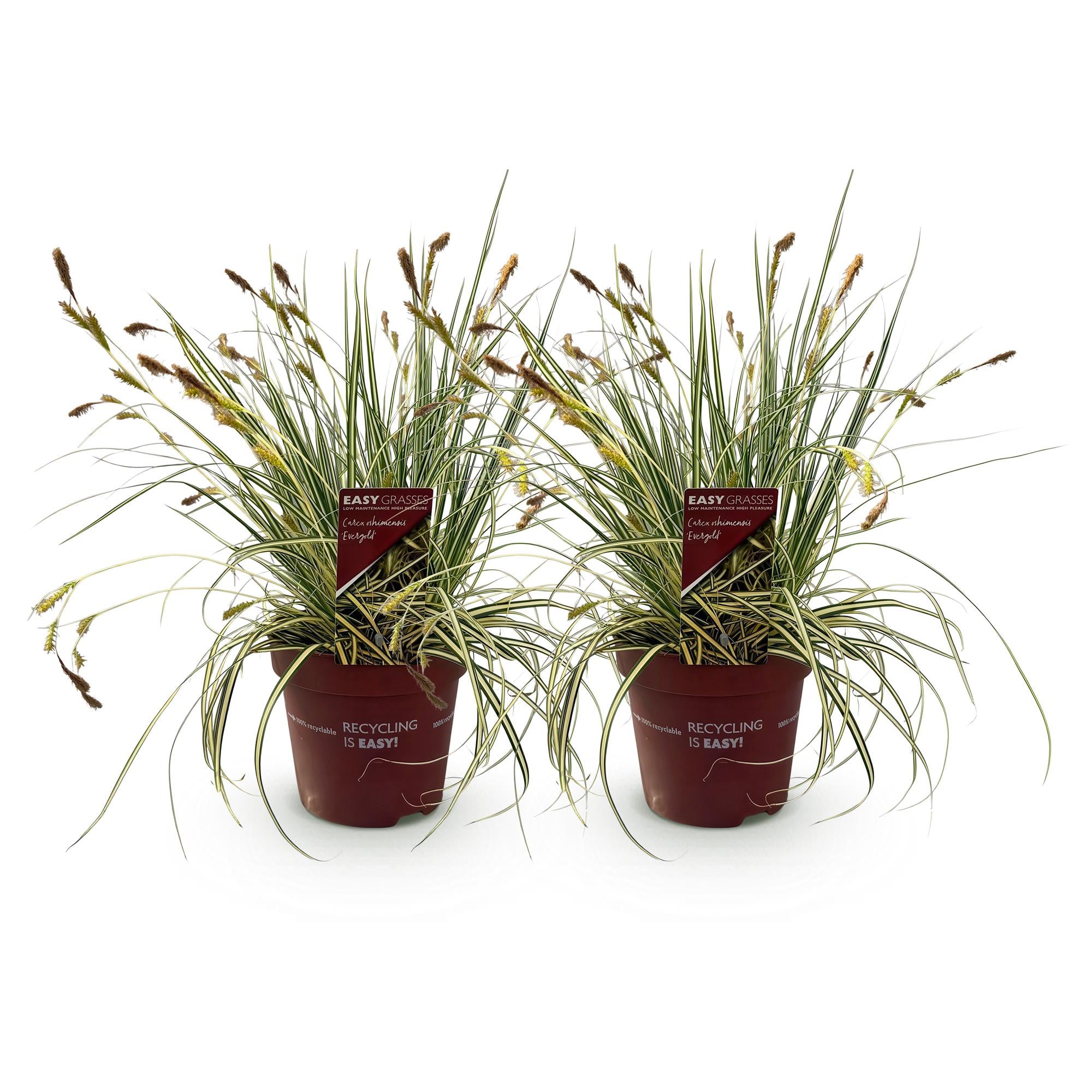 Siergrassen - Carex oshimensis Evergold - Geel & Groen - 2 Planten - Bladhoudend - Weinig Onderhoud - Pot 17cm Hoogte 50cm