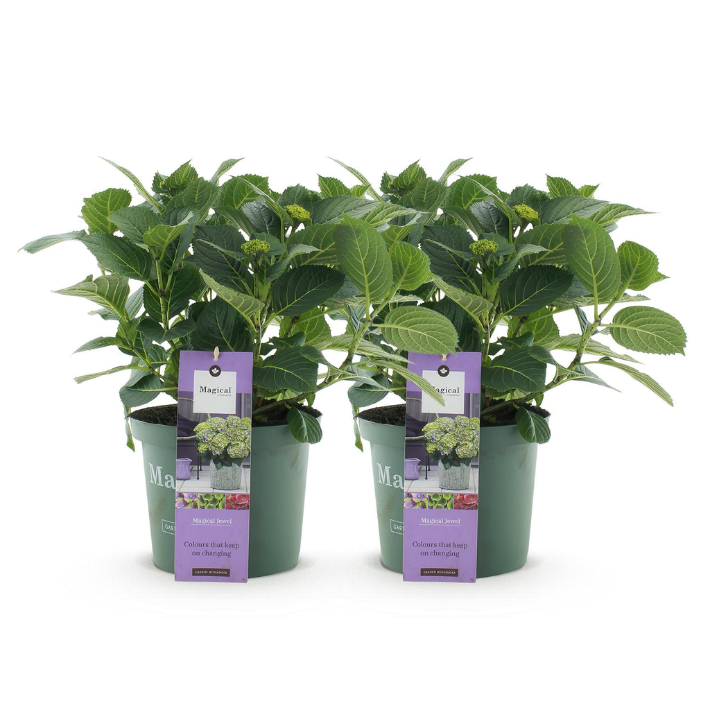Terrasplant - Hortensia - Hydrangea Magical Jewel Blue - Blauw - 6-10 Bloemen - 2 Planten - Pot 23cm Hoogte 55cm