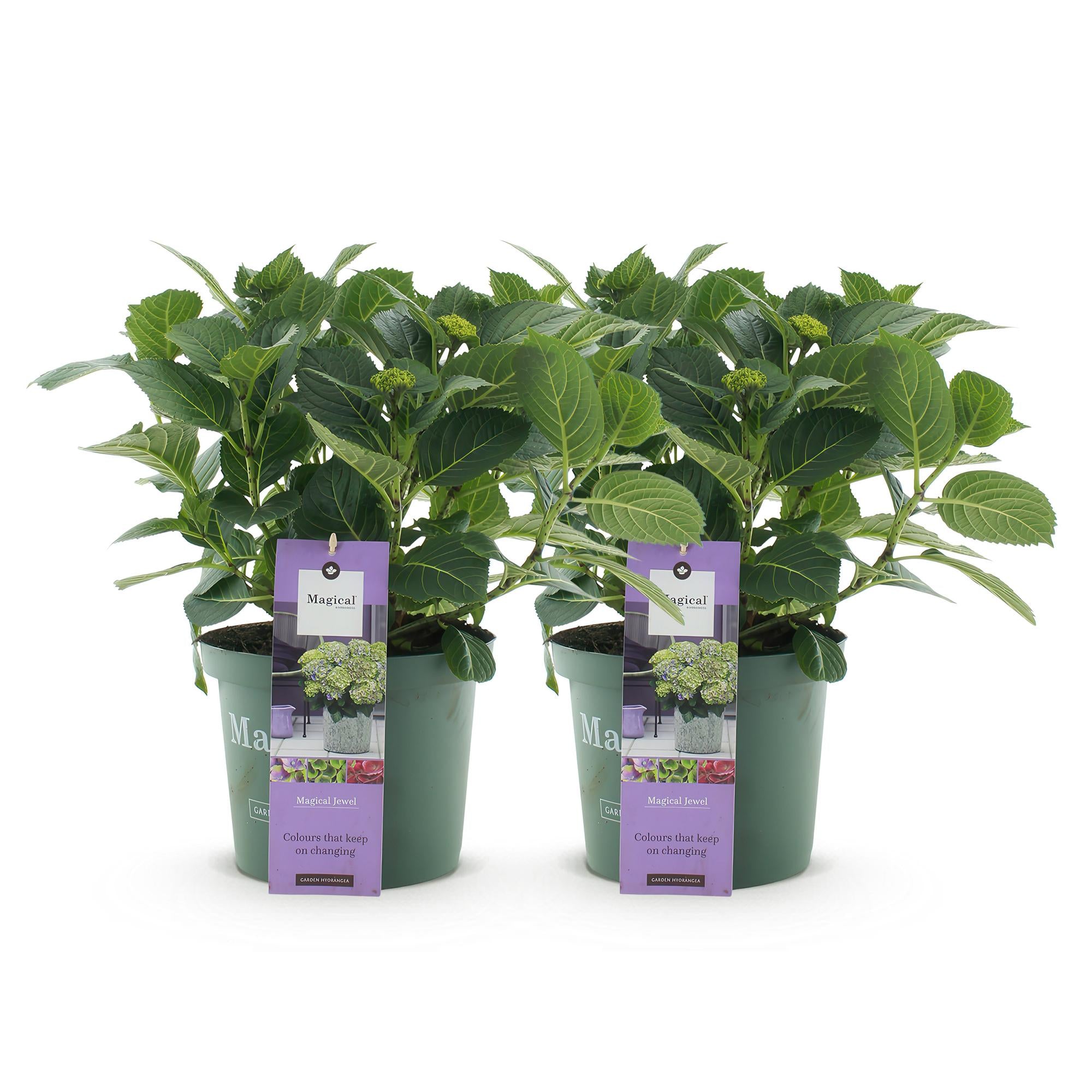 Terrasplant - Hortensia - Hydrangea Magical Jewel Blue - Blauw - 6-10 Bloemen - 2 Planten - Pot 23cm Hoogte 55cm
