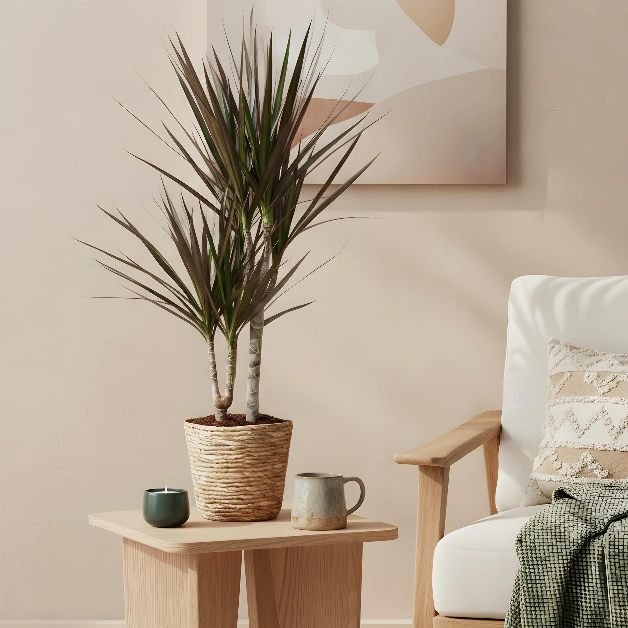 Green is... Kamerplanten - Dracaena Magenta - Drakenbloedboom - Weinig onderhoud - Groen - 1 Plant - Pot 17cm - Hoogte 70-80cm