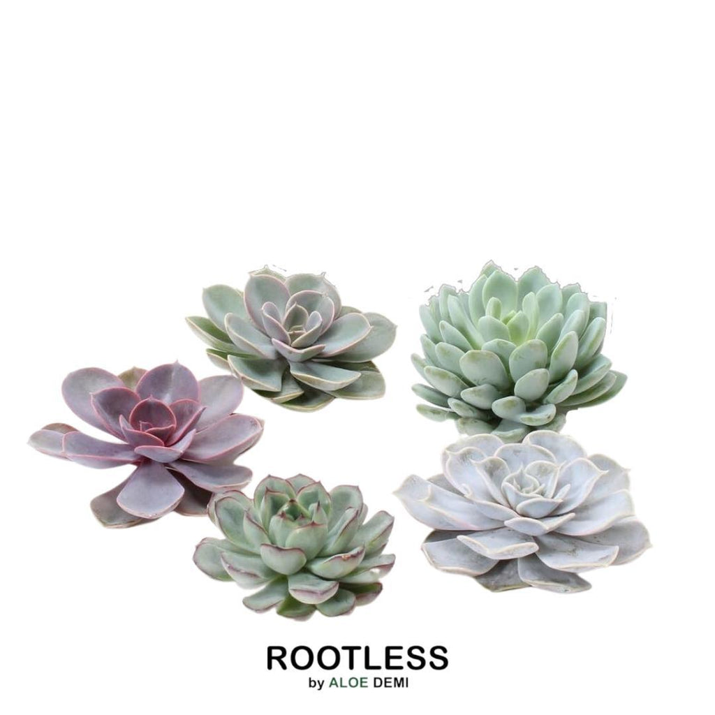 ROOTLESS Echeveria Medium Mix GIY Box
