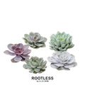 ROOTLESS Echeveria Medium Mix GIY Box