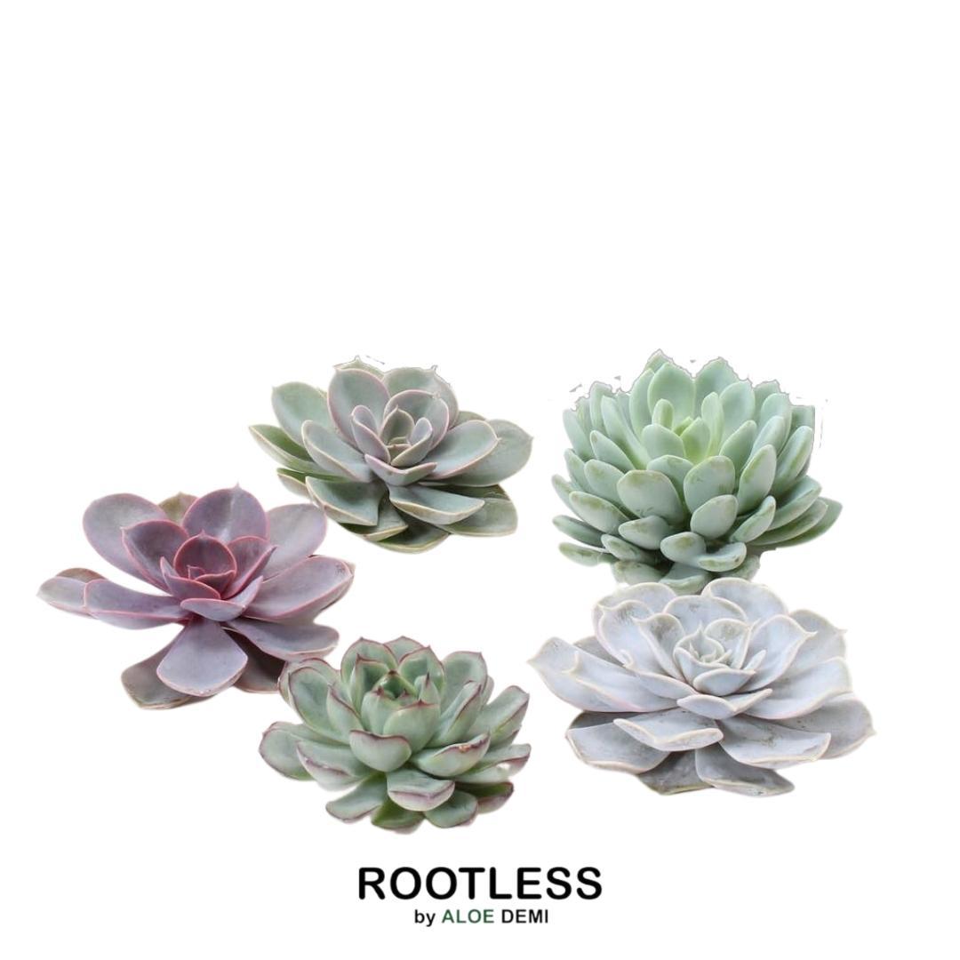 ROOTLESS Echeveria Medium Mix GIY Box