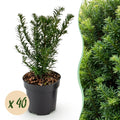 40x Taxus baccata - Venijnboom - Haagplanten - Groenblijvend - Groen - Pot 9cm - Hoogte 20-30cm