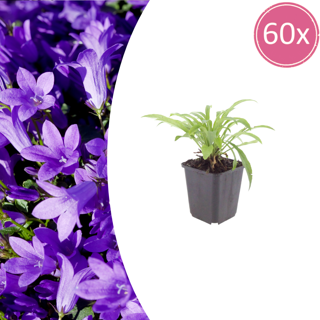 60x Campanula pers. 'Coerulea' - ↕10-25cm - Ø9cm