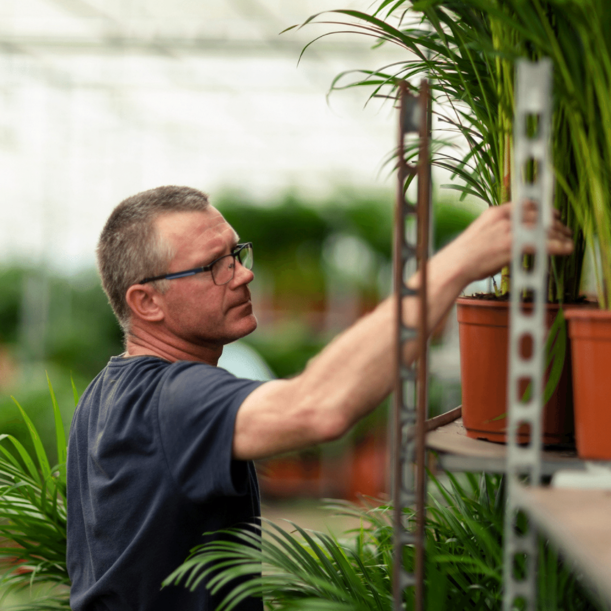 Dracaena Marginata - Ø19cm - ↕100cm
