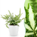 Kamerplant - Pteris cretica Albolineata - Lintvaren - Huisdiervriendelijke Plant - Groen - 1 Plant - met Potter Wit - Pot 12cm - Hoogte 20cm