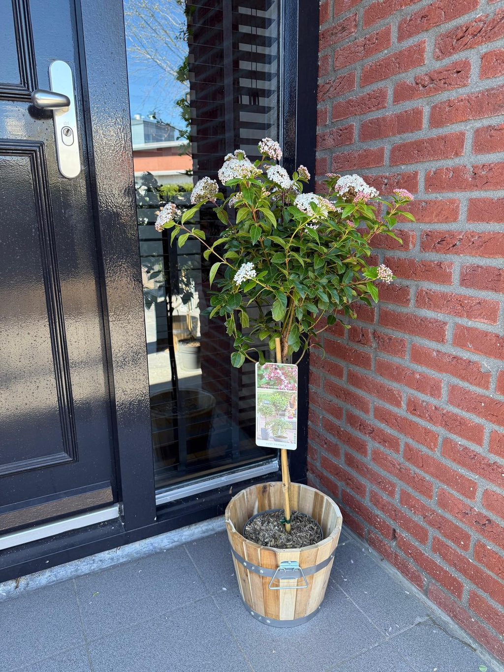 Plant op Stam - Viburnum tinus Eve Price - Terras Plant - Bladhoudend - Winterhard - Wit-Roze Bloem - Pot 19cm Hoogte 90cm