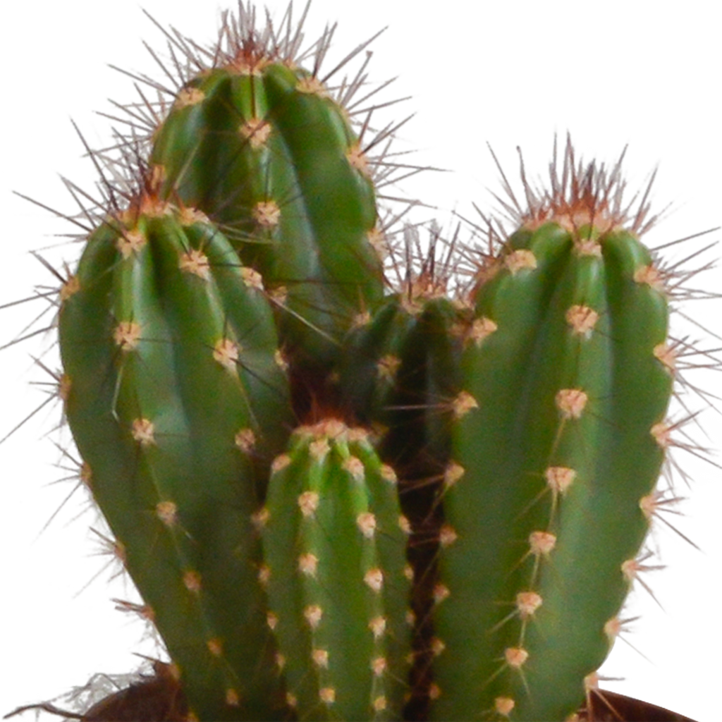 Cereus mix 10,5cm - 3x - in terracotta pot