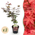 Terrasplant - Japanse Esdoorn - Acer palmatum Atropurpureum - Paars - 2 Planten - Bladverliezend - Pot 19cm Hoogte 70cm