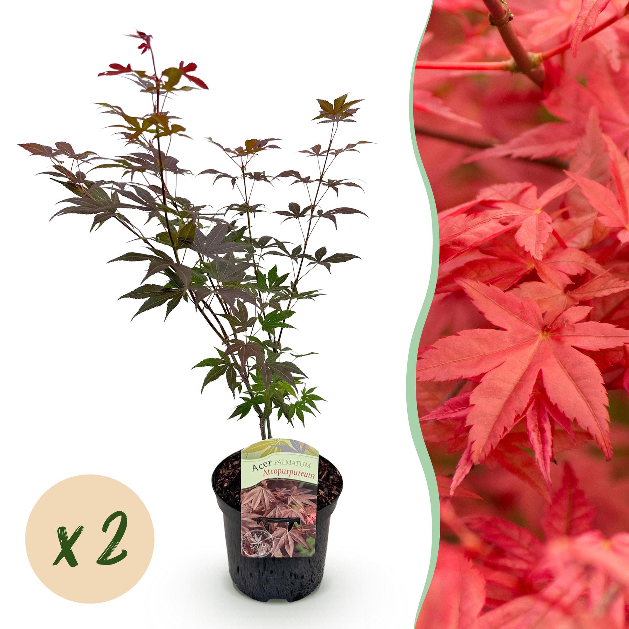 Terrasplant - Japanse Esdoorn - Acer palmatum Atropurpureum - Paars - 2 Planten - Bladverliezend - Pot 19cm Hoogte 70cm