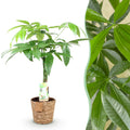 Green is... Kamerplanten - Pachira Aquatica gevlochten stam - Geldboom - Weinig onderhoud - met mand - Groen - 1 Plant - Pot 17cm - Hoogte 60-70cm