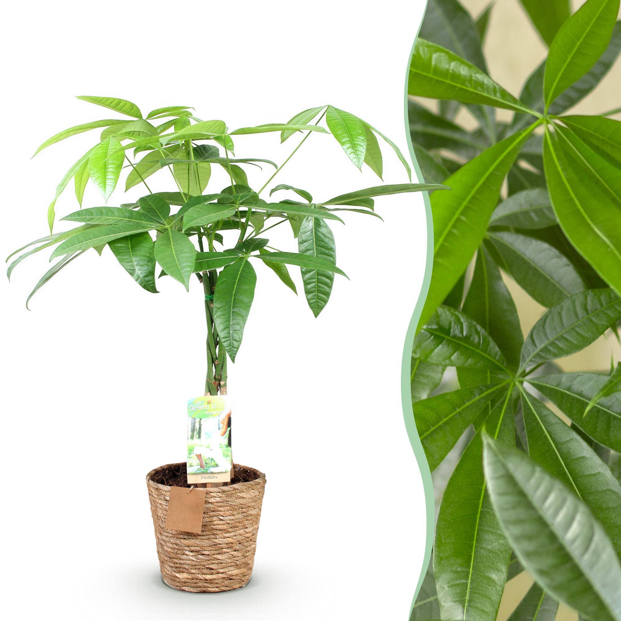 Green is... Kamerplanten - Pachira Aquatica gevlochten stam - Geldboom - Weinig onderhoud - met mand - Groen - 1 Plant - Pot 17cm - Hoogte 60-70cm