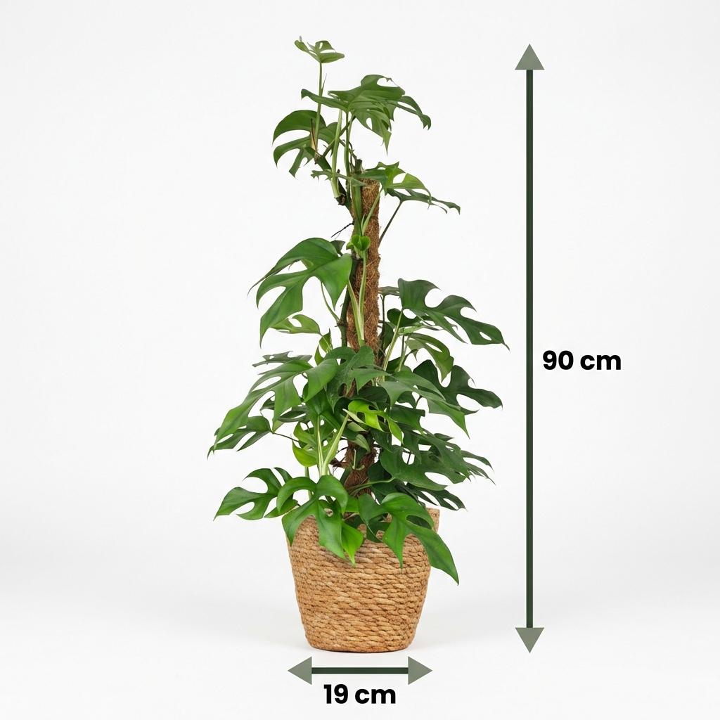 Kamerplant - Mini Gatenplant - Monstera Minima Mosstok - Groen - Weinig onderhoud - 1 Plant - met Mand - Pot 19cm - Hoogte 90cm