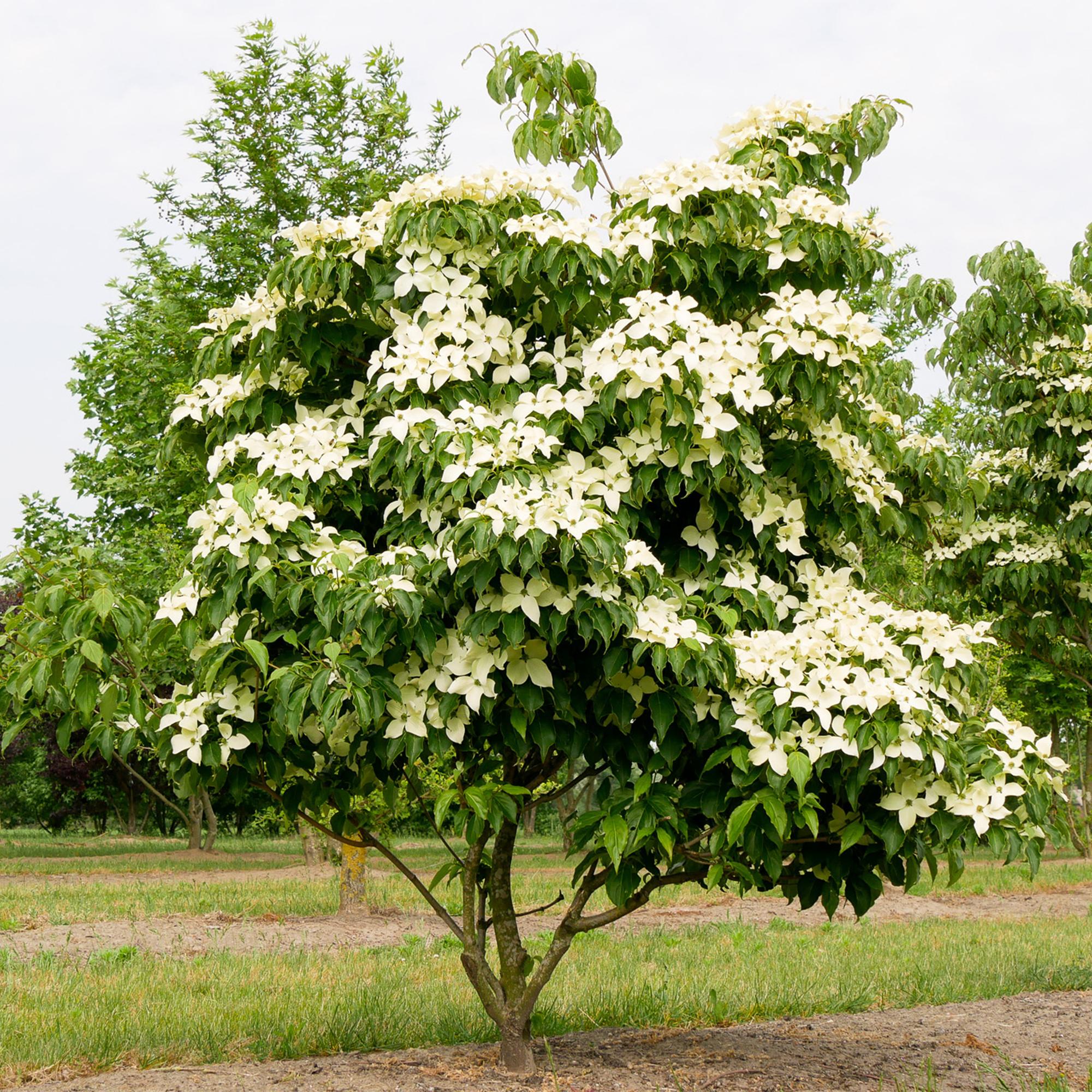 Tuinplant - Cornus kousa chinensis - Bloem Wit - 1 Plant - Bladverliezend - Weinig Onderhoud - Pot 12cm Hoogte 35cm