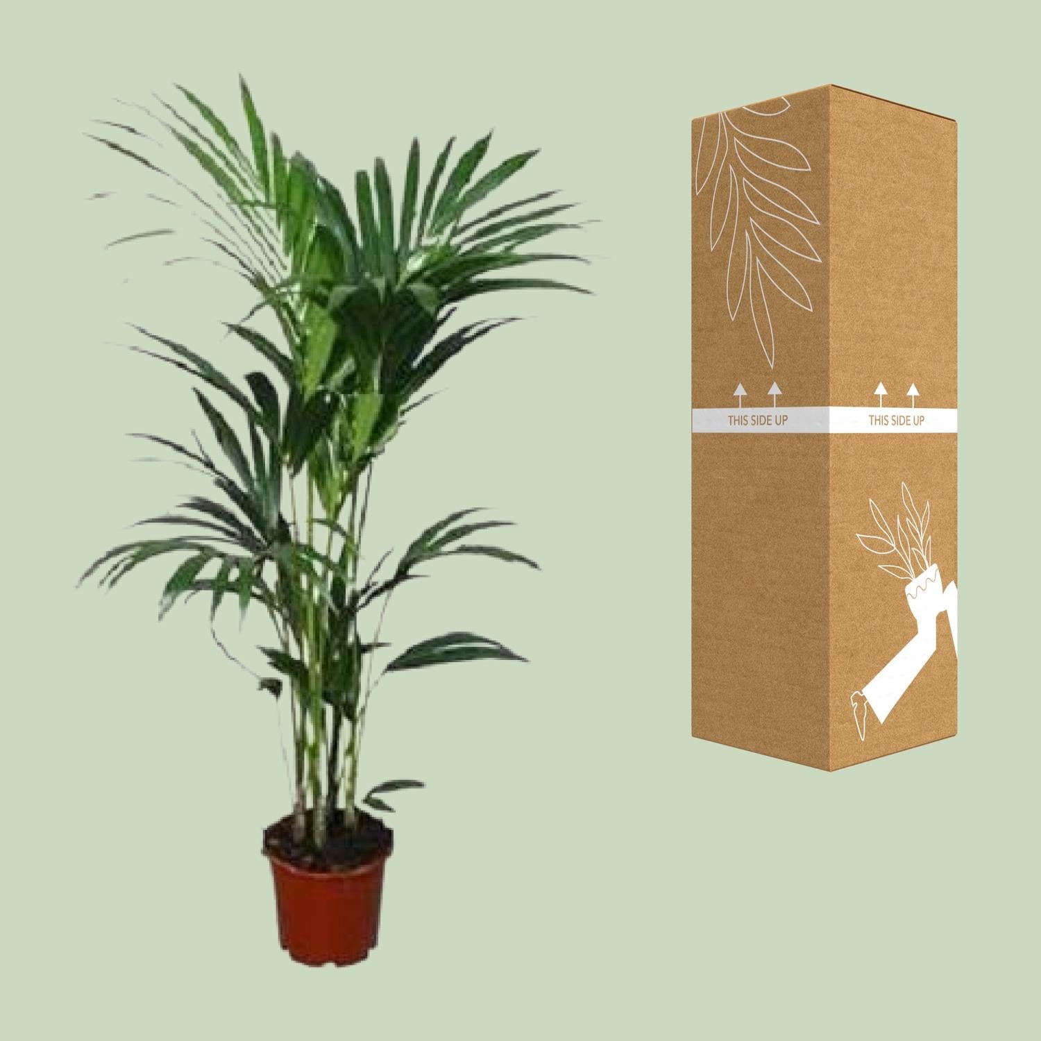 Howea forsteriana - Ø21cm - ↕120cm - Ø24 - ↨120cm